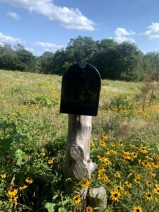 PIc of flat land no pine tress visible